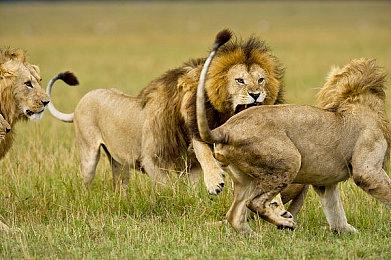 《真女神转生5》每日恶魔介绍：妖精族杰克霜精